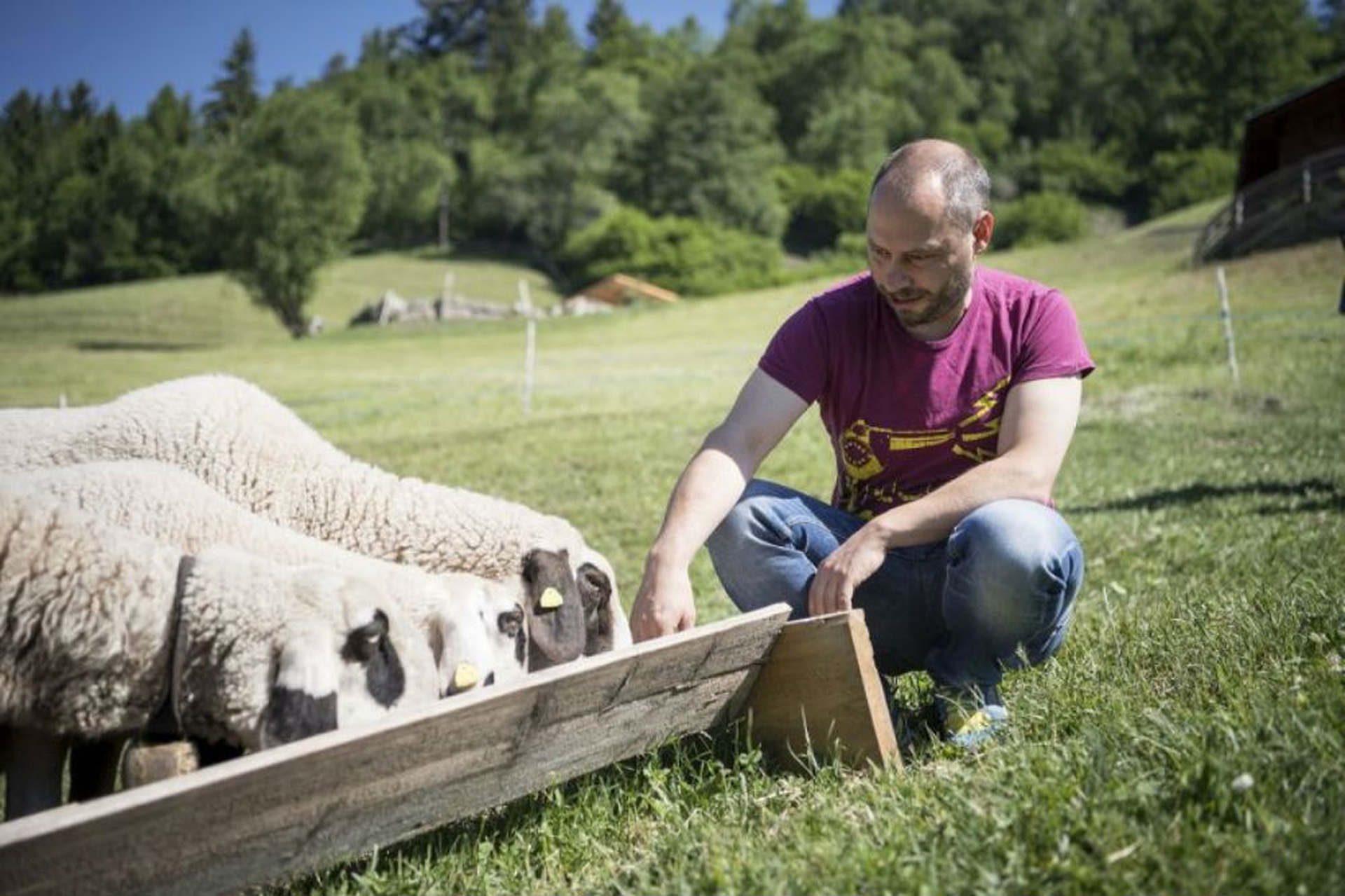 Le pecore dagli occhiali