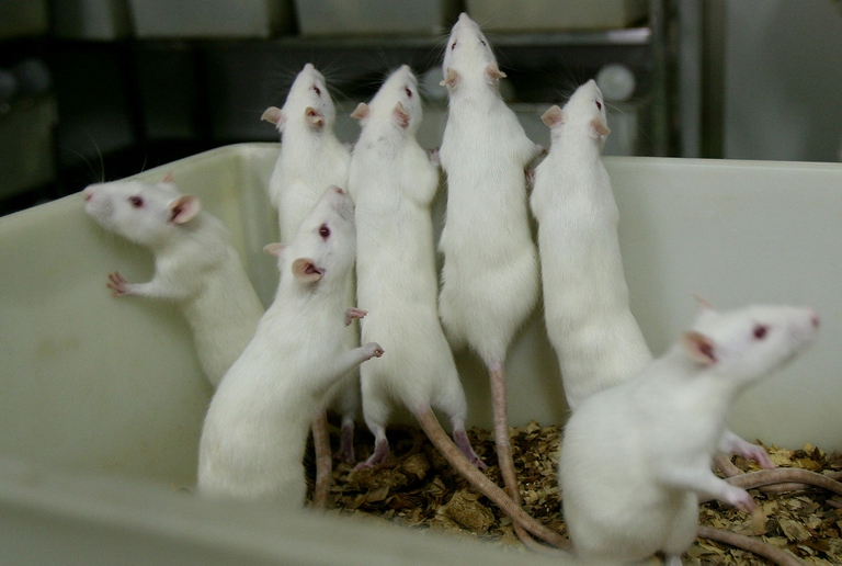 Un gruppo di topi in una scatola