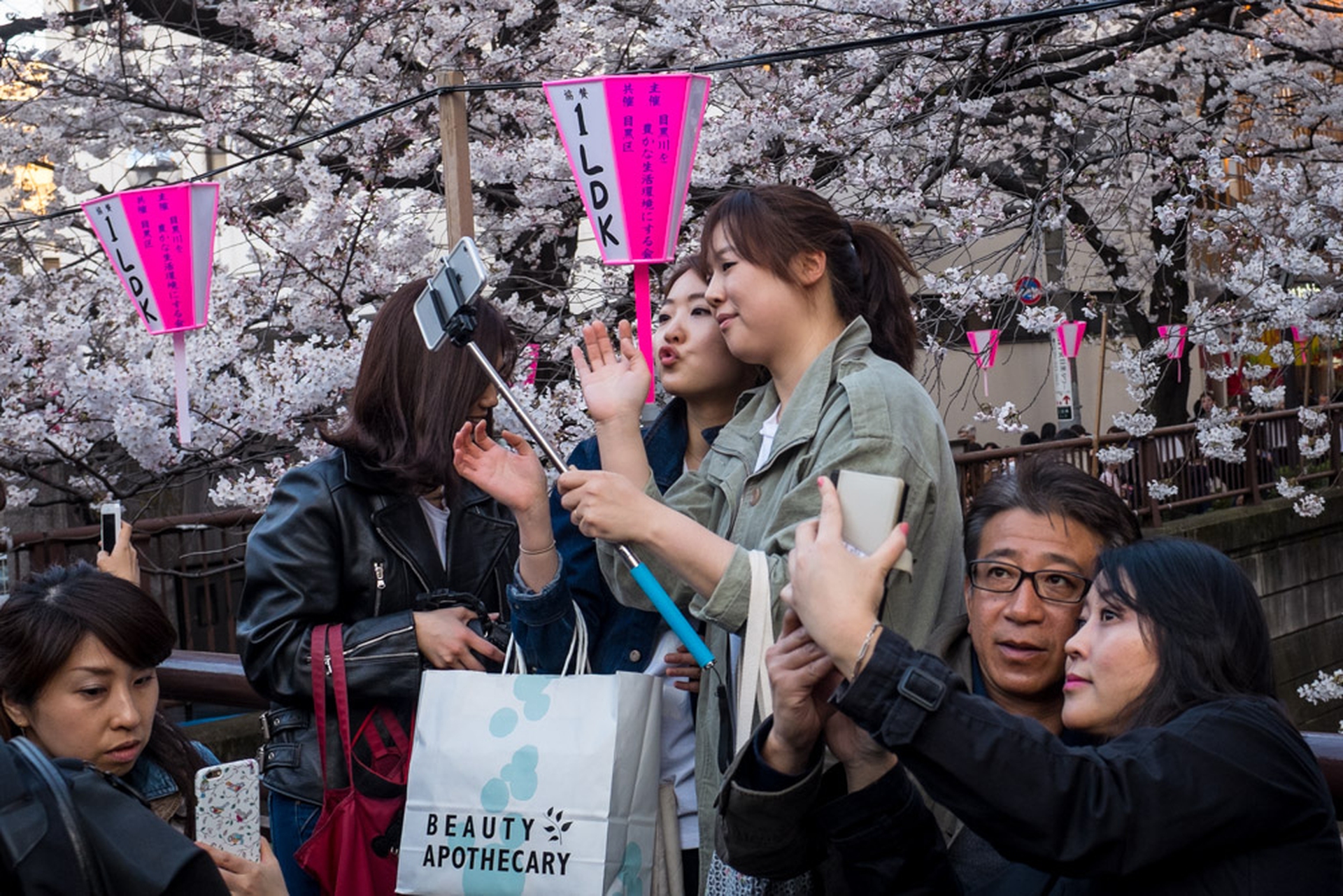 Hanami celebration of the blossoming of cherry trees