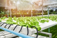 Agricoltura verticale: 7 startup che producono cibo risparmiando acqua e suolo
