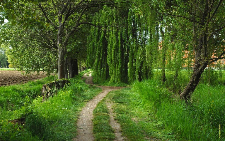 Giornata degli alberi 2016 © GiuseppeMazza
