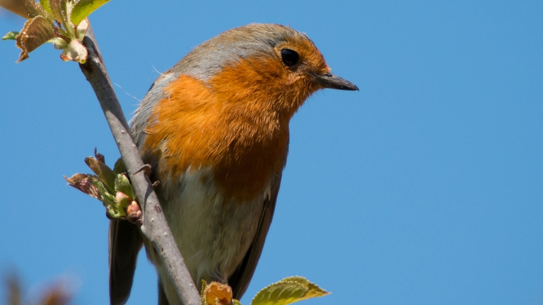 Tortine per pettirosso