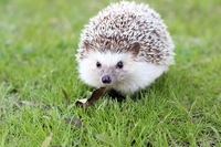 Biodiversità, a rischio estinzione un milione di specie vegetali e animali per colpa dell’uomo