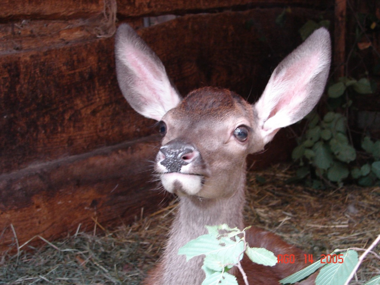 minerva nella sua capanna