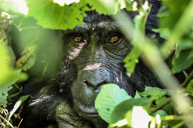 mountain gorilla photography reportage bwindi drc uganda