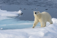 Dobbiamo dire addio all’orso polare?