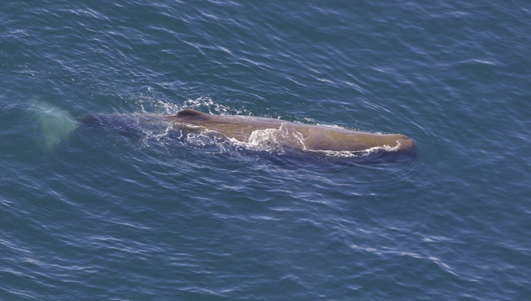 Indonesia, morti due capodogli e una balena di Bryde rimasti spiaggiati a Bali