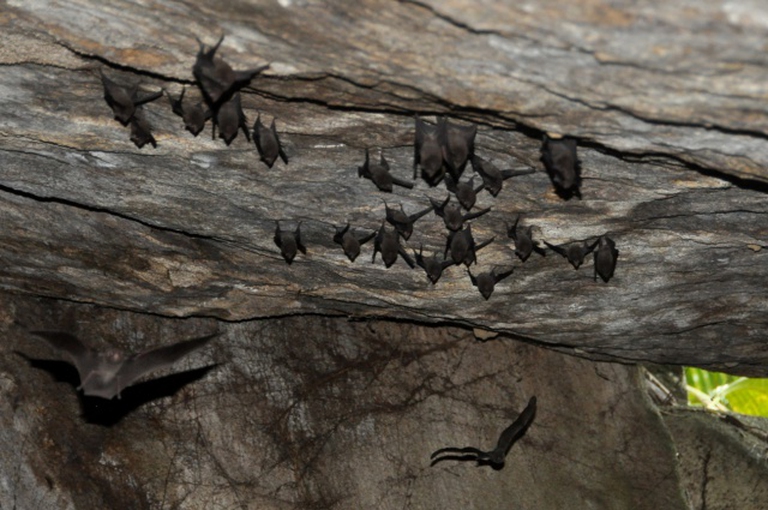 pipistrelli delle Seychelles