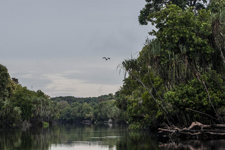Affluente del Rio delle Amazzoni