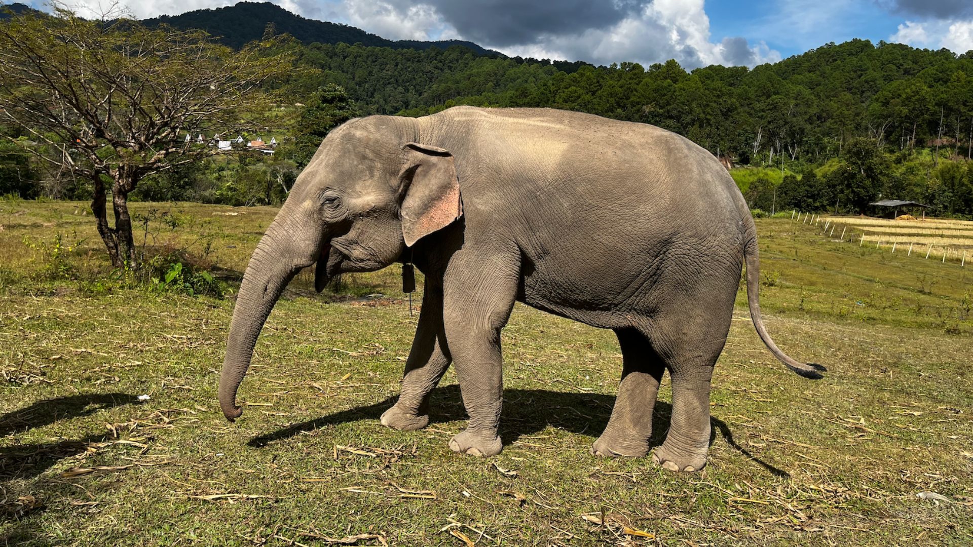 Gli elefanti a Doi Inthanon