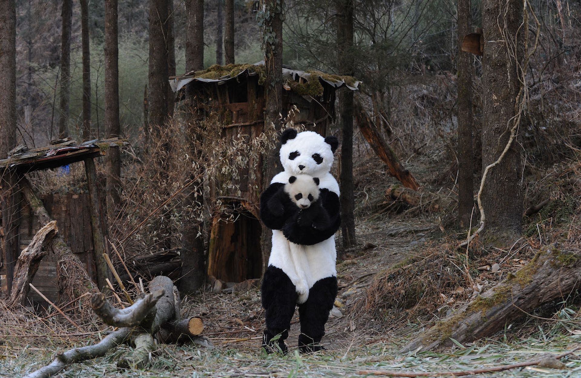 The giant panda is no longer endangered