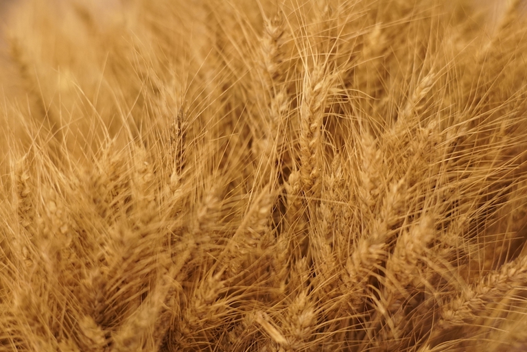 grano senatore cappelli