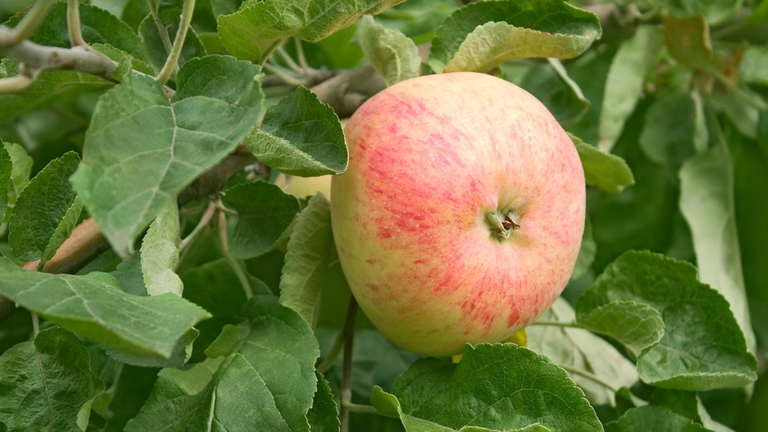 Un'arma naturale contro lo stress: i Fiori di Bach 