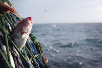 Per salvare il Pianeta dobbiamo mangiare tutti meno pesce