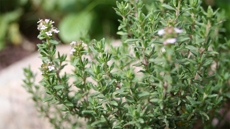 5 erbe aromatiche alleate della tua salute. – Aromathica