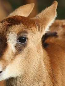 Five of Kenya’s iconic species are critically endangered