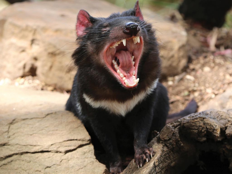 tasmanian devil