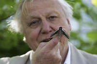 A life on our Planet, il documentario sull’instancabile naturalista David Attenborough arriva su Netflix