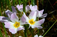 Water Violet, l fiore di violetta d’acqua (Hottonia palustris)