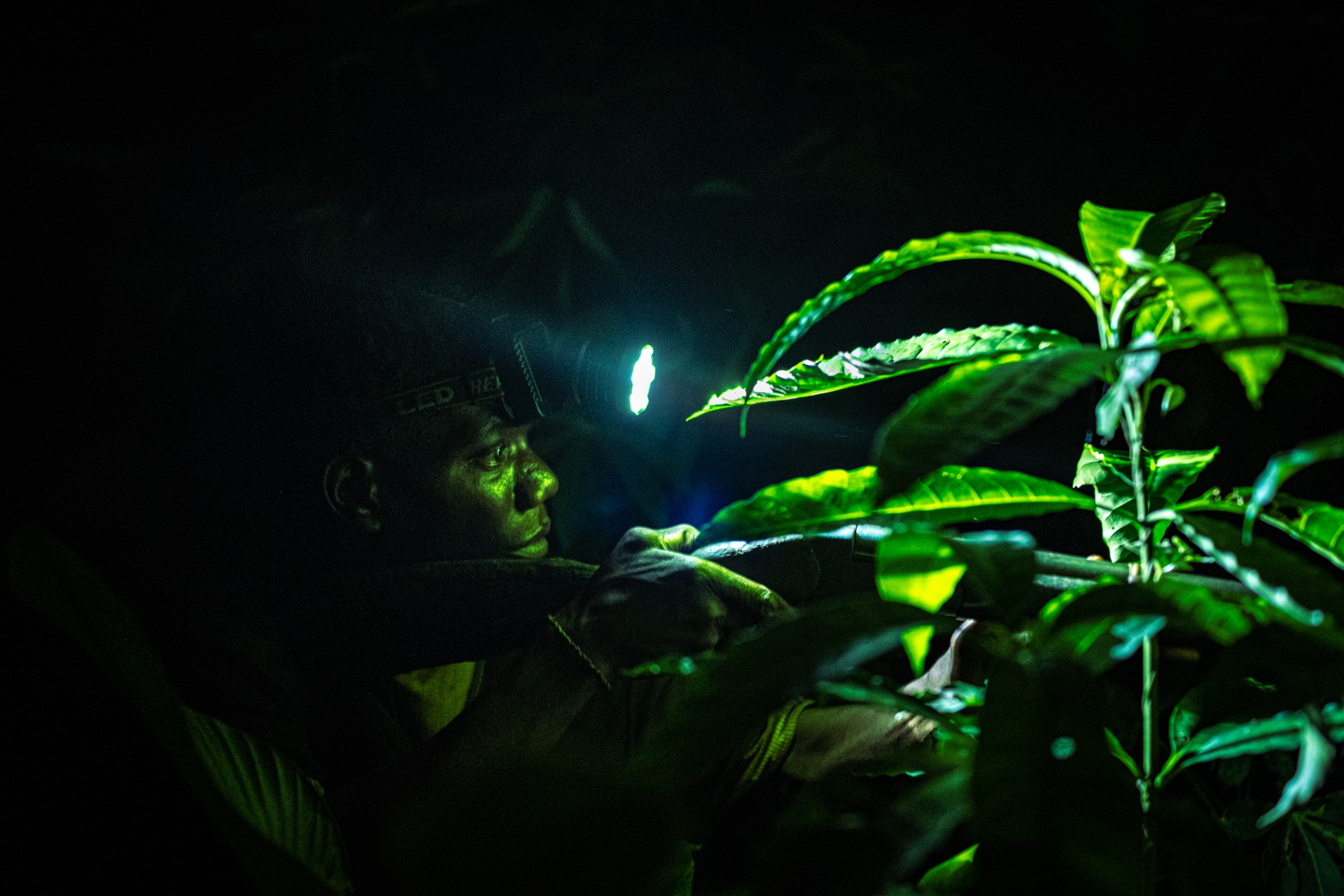 Foto Pigmei Congo-diciassette