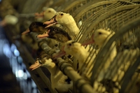 Anche Esselunga dice no al foie gras, grazie all’indagine di Essere Animali