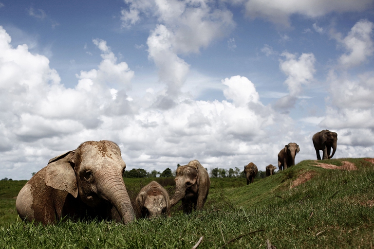 Elefanti di Sumatra Indonesia