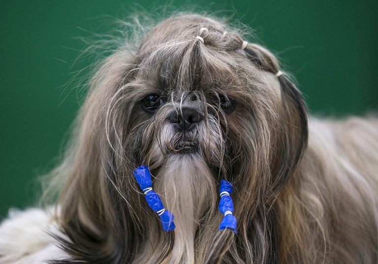 Il lungo pelo dello Shih tzu