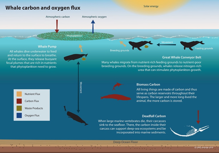 Schema che mostra come le balene riducono il carbonio
