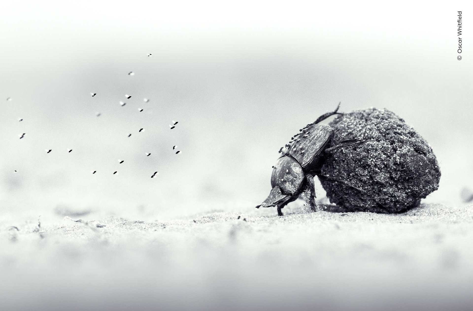 &copy; Wildlife Photographer of the Year