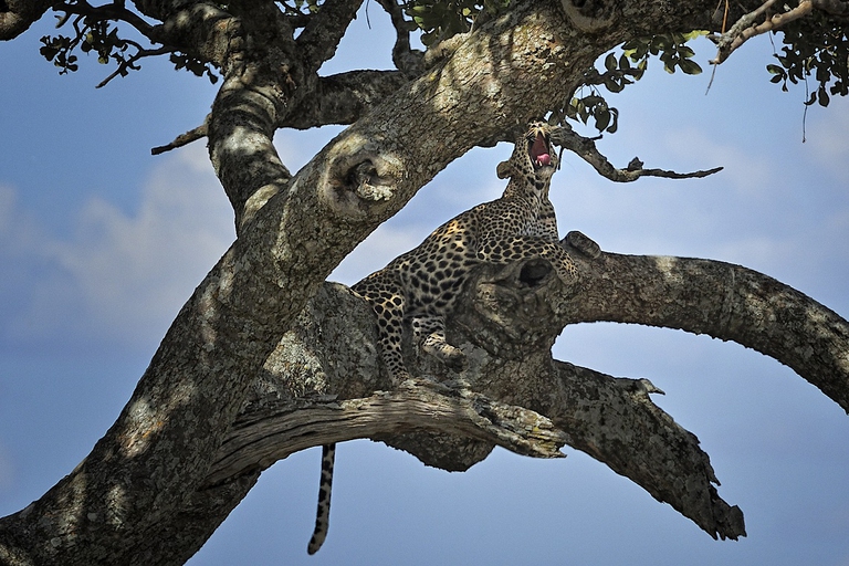 Leopardo con la sua preda