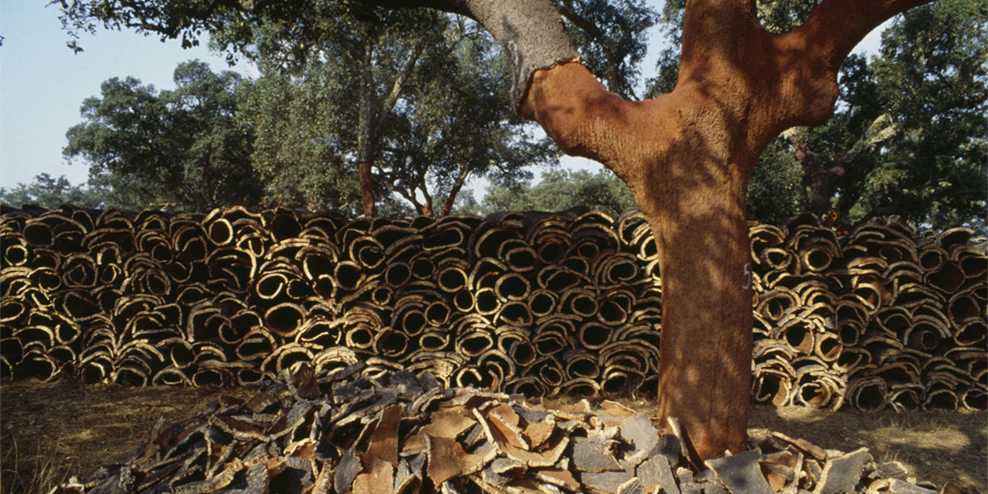 E Ora Parliamo Di Kevin Storia Vera Kevin Walz, designer, racconta le possibilità del sughero - LifeGate