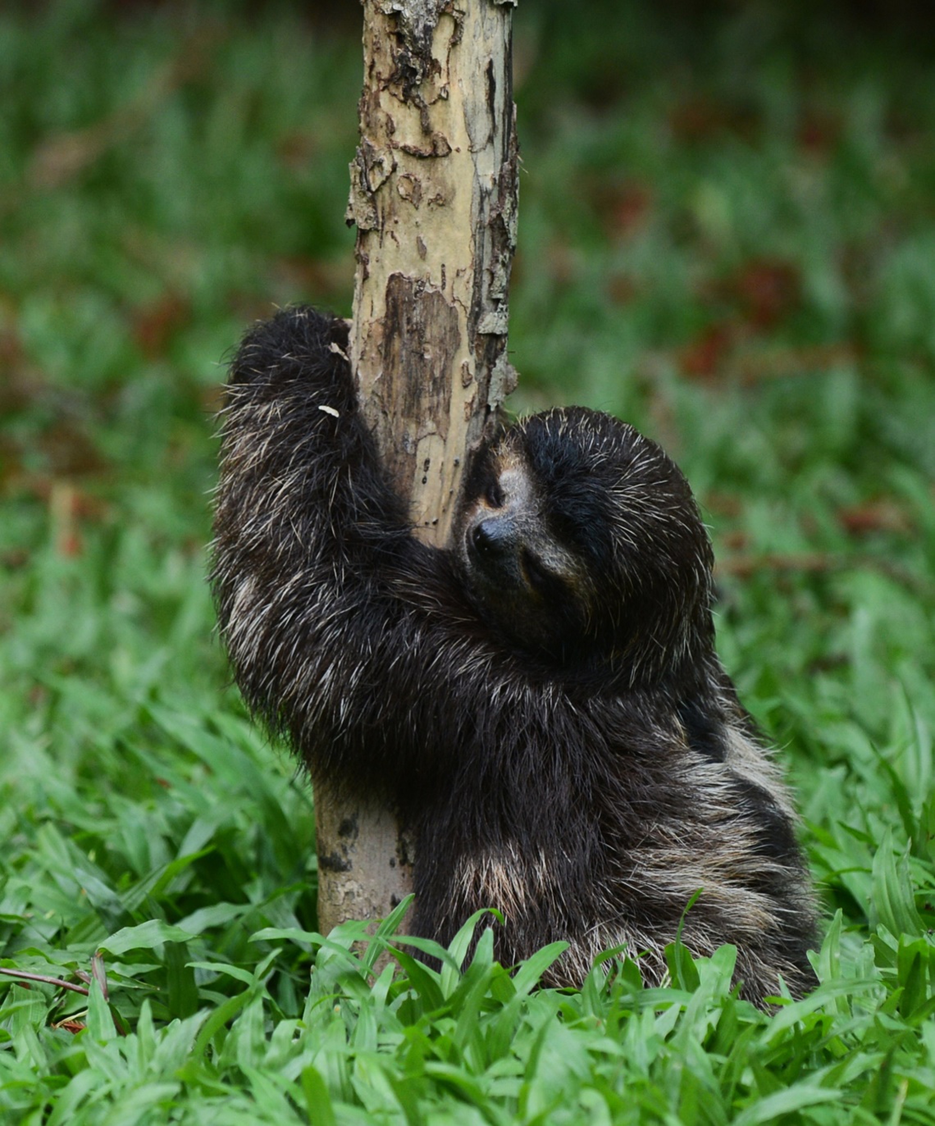 Sloth clinging to a tree