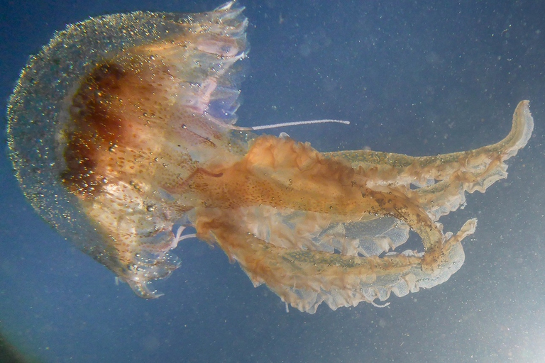 Pelagia noctiluca che nuota