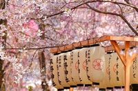 È l’ora dell’hanami, la contemplazione dei ciliegi in fiore in Giappone