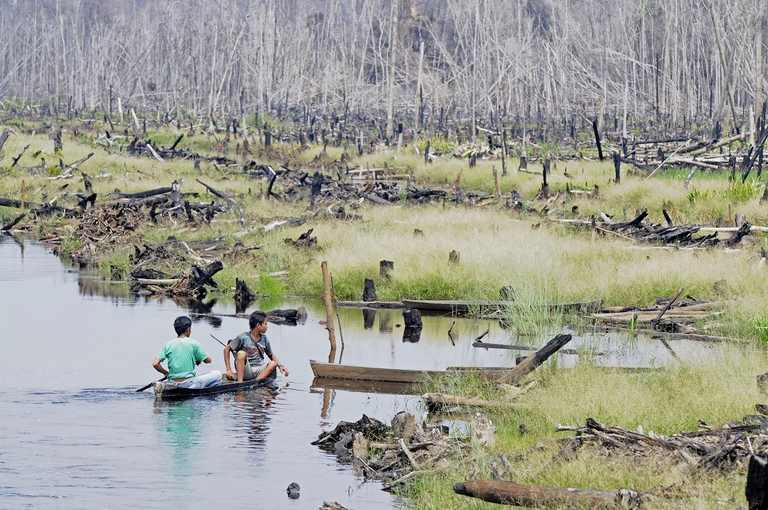 deforestation indonesia