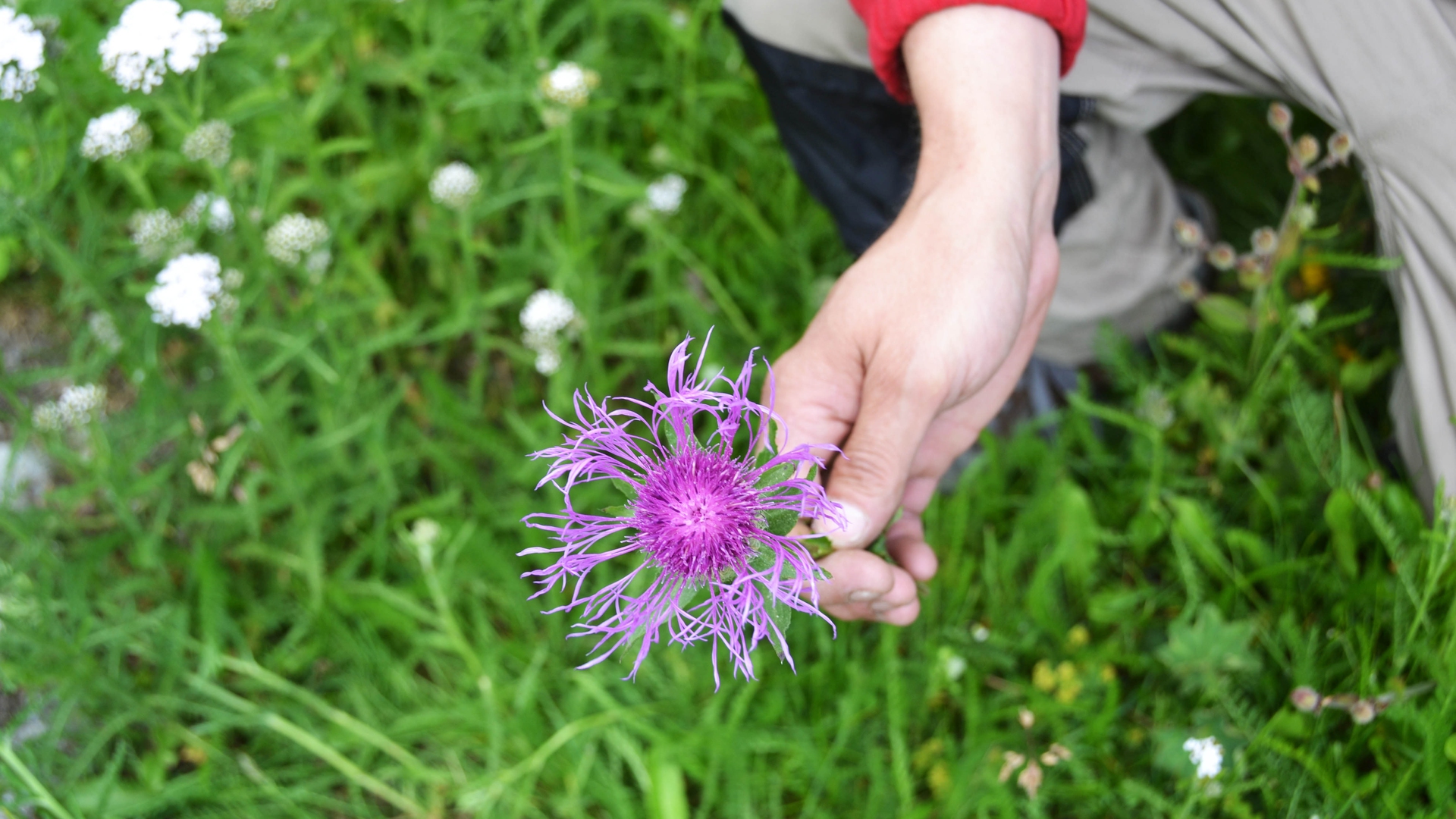 centro biologia alpina