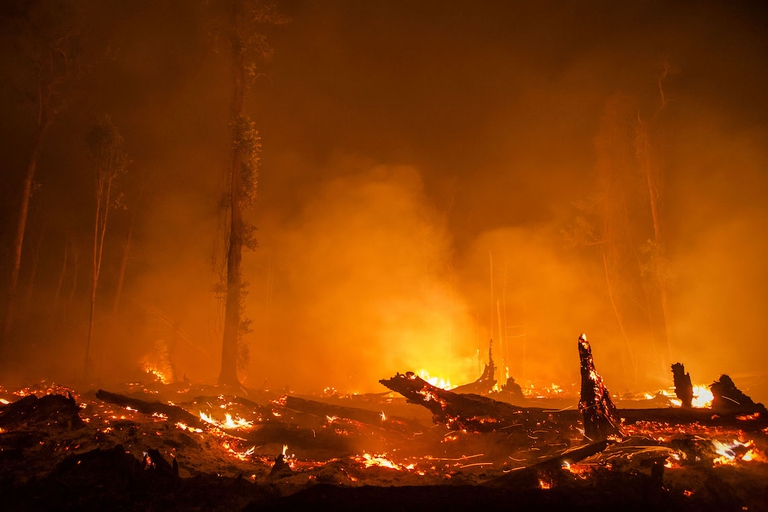olio di palma deforestazione
