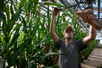 Why Bayer wants to buy Monsanto and why it’s scary