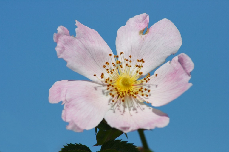 rosa canina rimedio raffreddore da fieno
