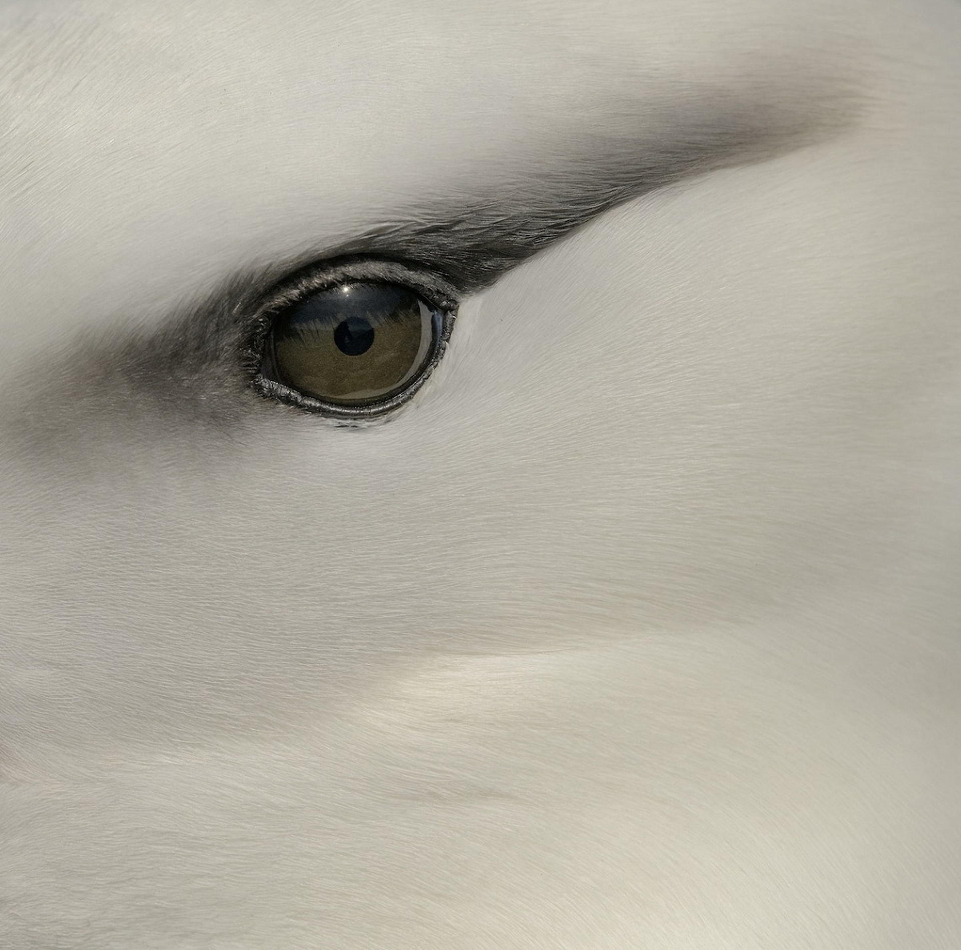 Vincitore del premio Fisher degli Audubon Photography Awards