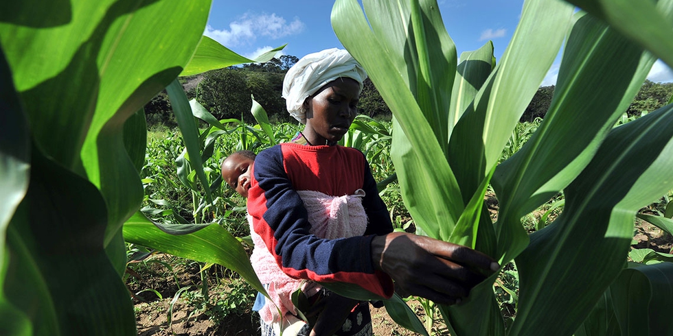 Drought in Zambia, maize output could fall by half due to unpredictable ...