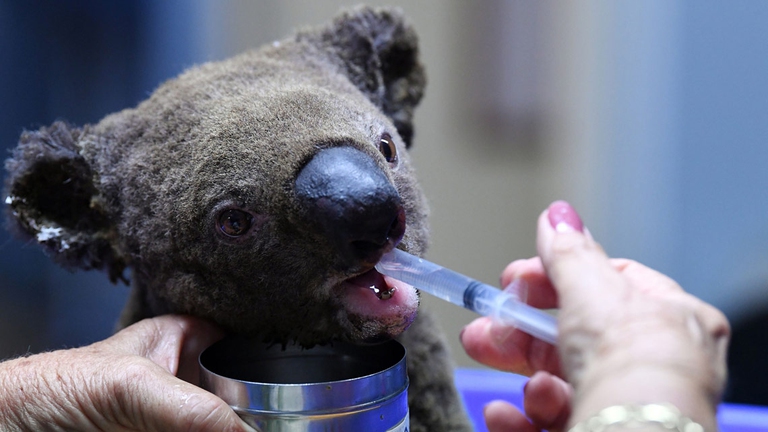 An injured, dehydrated koala being looked after at the Port Macquarie Koala Hospital in Australia