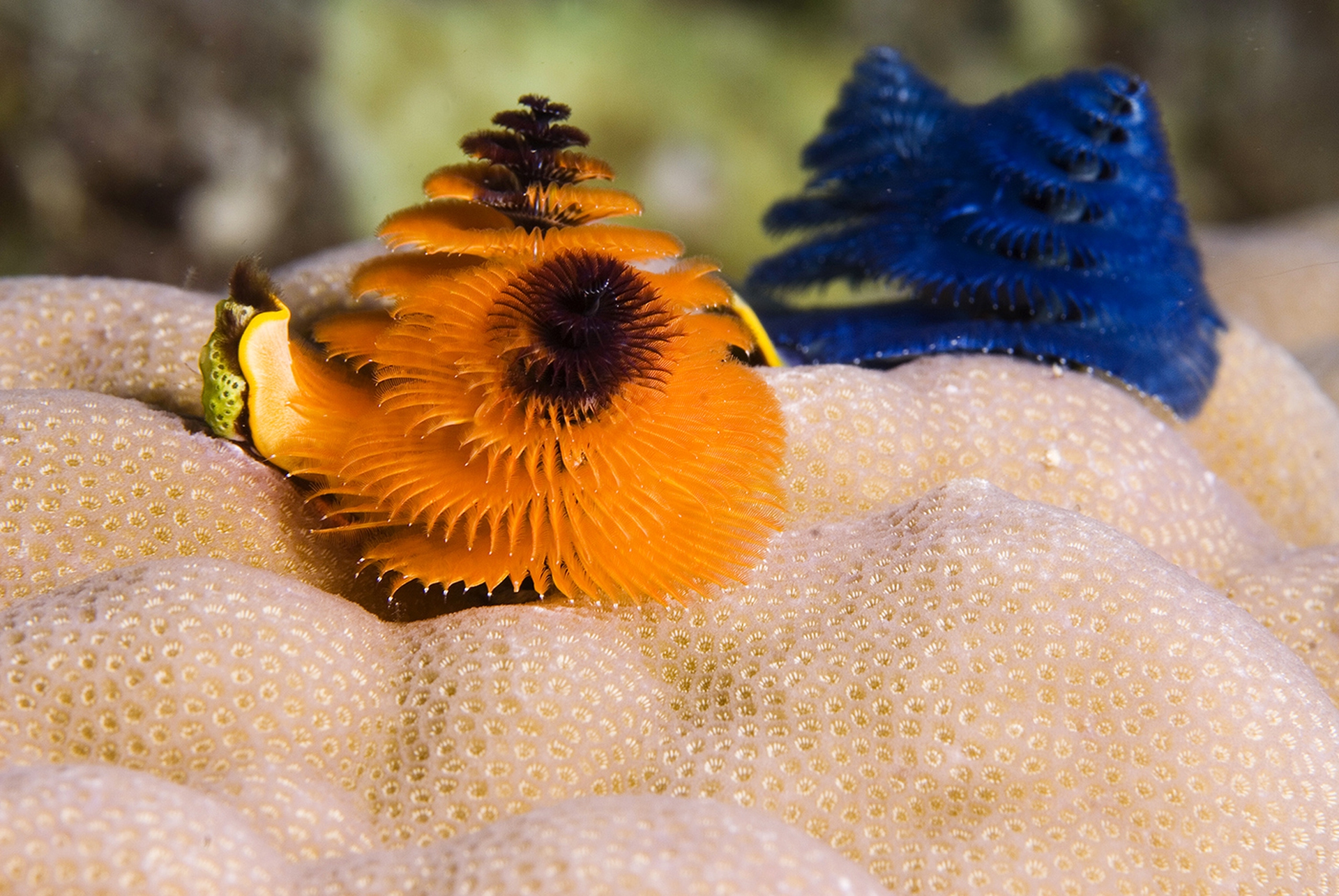 Il verme Albero di Natale nel docufilm Le meraviglie del mare