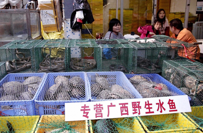 Animal market in the city of Shenzen, China
