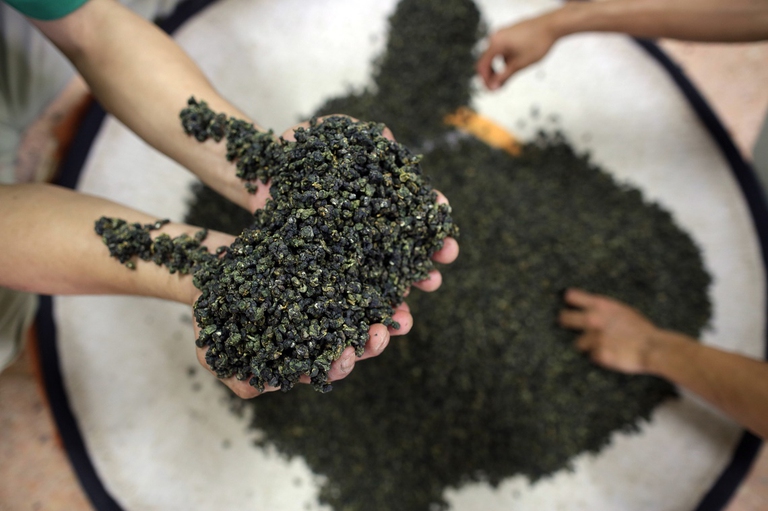 Raccolta del tè in Thailandia