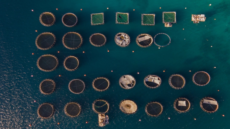 pesci in acquacoltura, blue economy