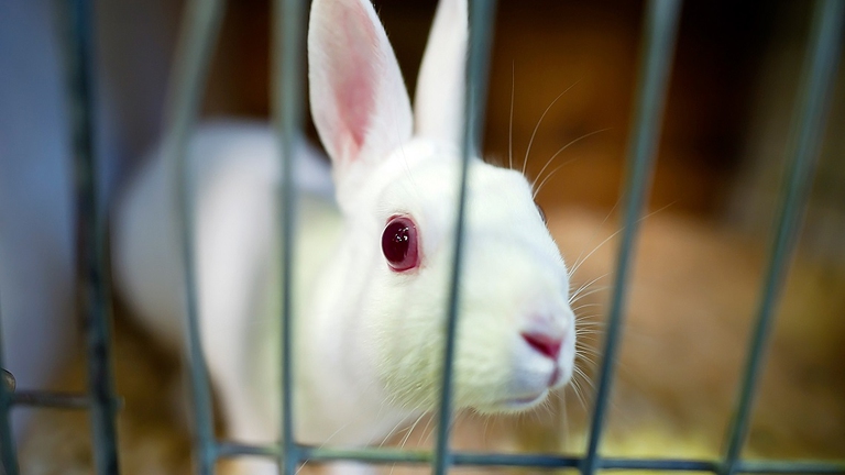 Coniglio in gabbia