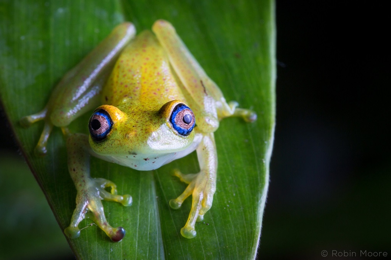 Green Bright-eyed Frog, Boophis viridis, from Andasibe