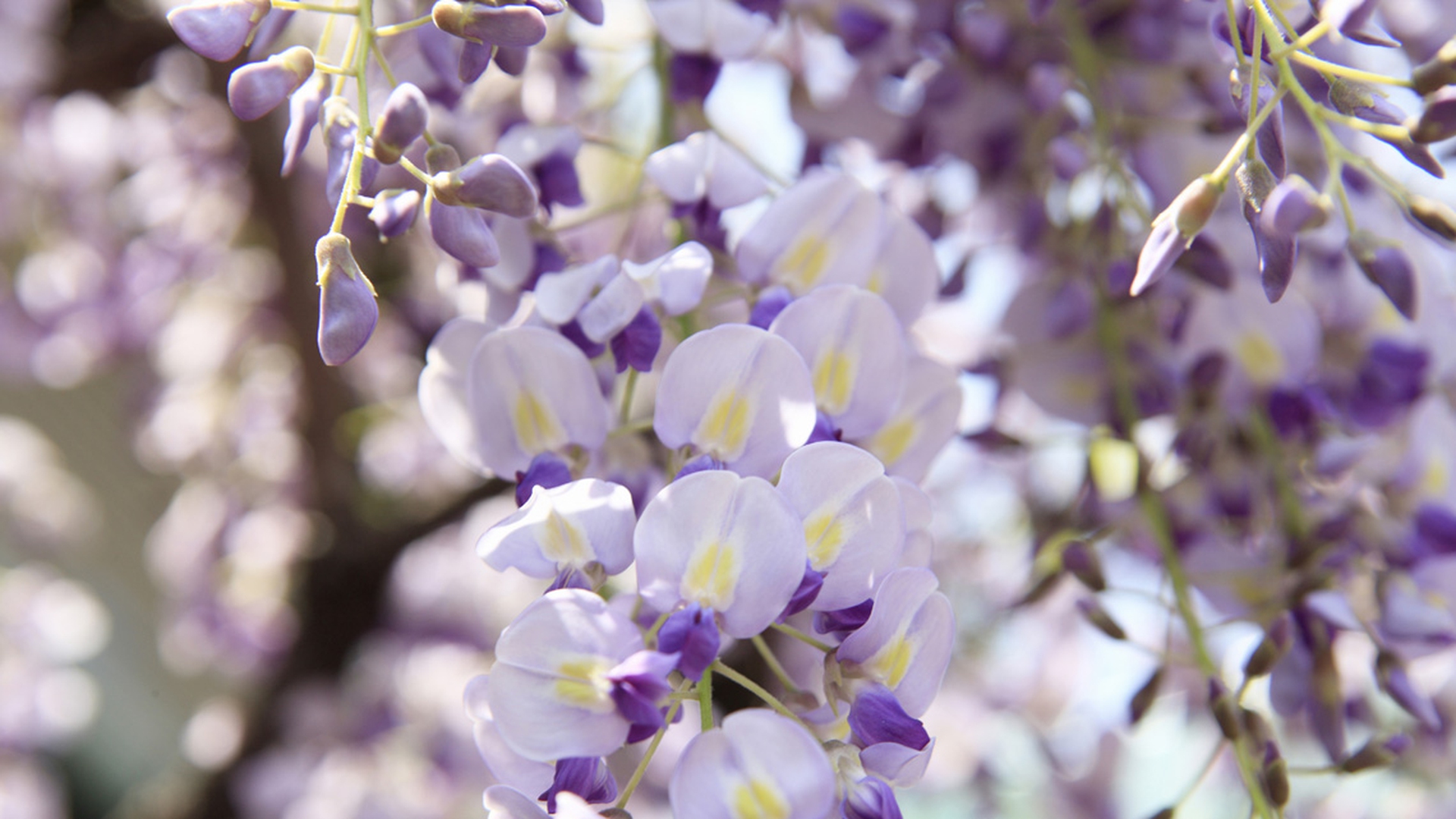 glicine-gelato-glicine