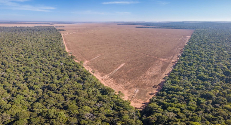 amazzonia-disboscamento